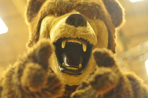 Shehzan Dahya 'Bear Force'